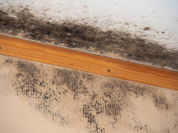Reliable Timberwood Park, TX Mold Removal Solutions